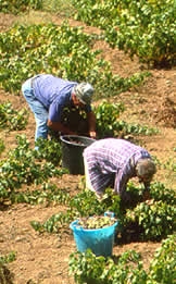 Il calvario dei coltivatori: non c'è acqua per irrigare, esposto di...