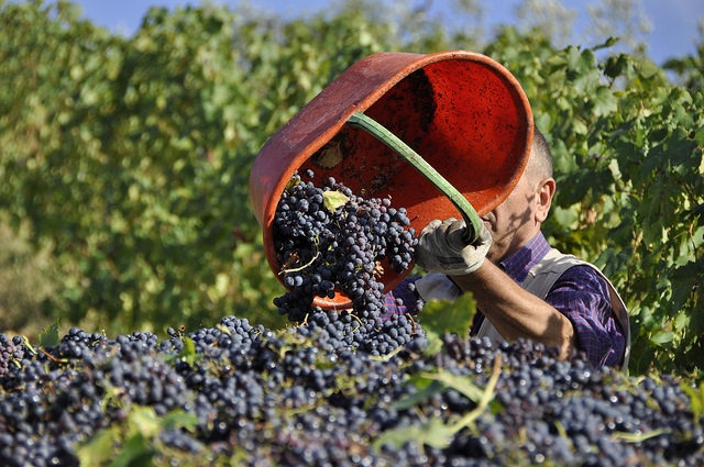 vendemmia