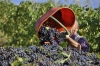 vendemmia