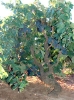 Ristrutturazione ed estirpazione dei vigneti, l'enologo Maci:...