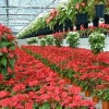 Aumento del gasolio, a rischio la produzione dei fiori a Terlizzi,...