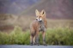 Responsabilità di Autostrade Spa in caso di danno causato da animale