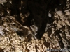 L'origine di una stalagmite. Grotta Zinzulusa (Comune di Castrignano)