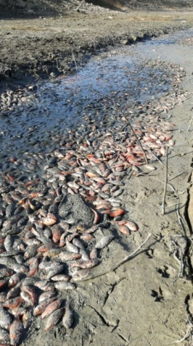 pesci moria