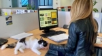 Unisalento. Pet Working, animali domestici in ufficio