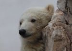 A Fasano il regalo più bello sono due orsetti polari