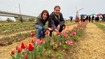 Fiori, Bari chiama Olanda con 120mila tulipani per bambini e famiglie